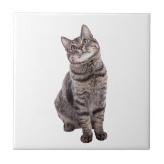 Gato de Tabby