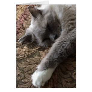 Gato do sono, cartão