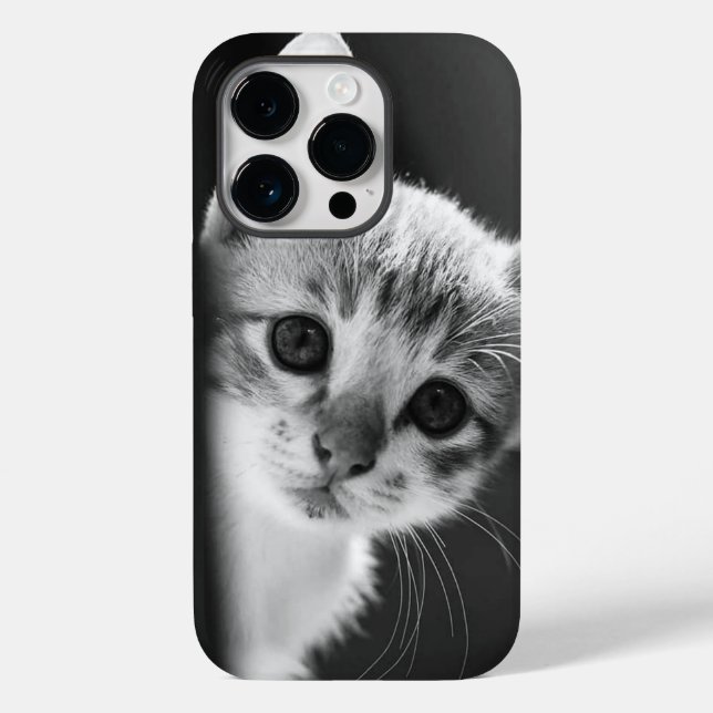 gato doce (Verso)