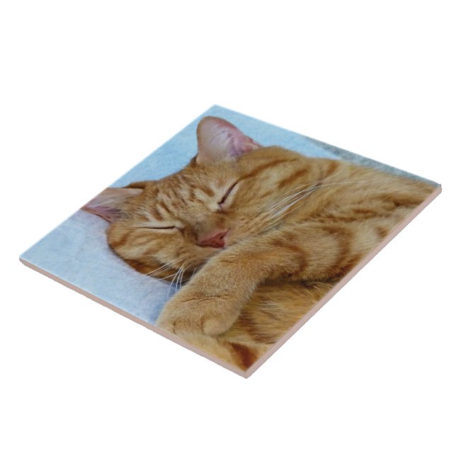 Gato Dormindo (Lateral)