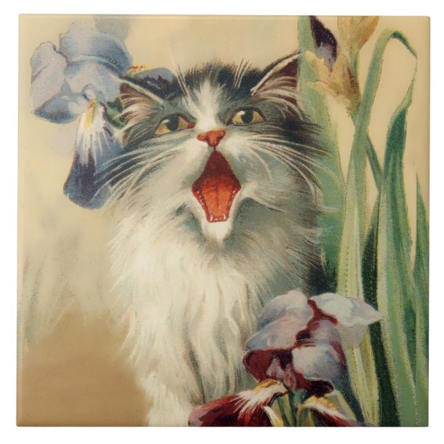 “Gato e Íris” por Maurice Boulanger (Frente)