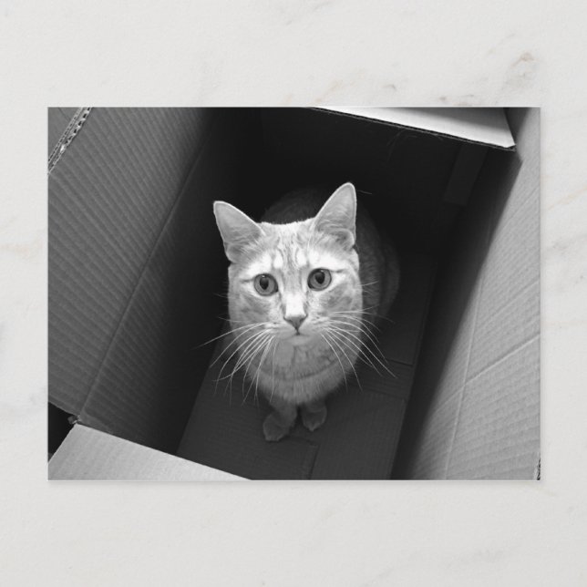 Gato em Cartões postais (Frente)