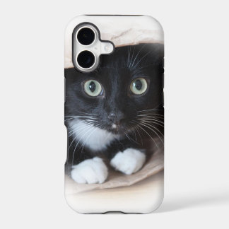 Gato em um saco