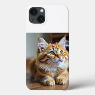 Gato engraçado