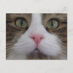 Gato Face no Cartão Postal