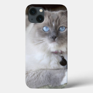 Gato fêmea de Ragdoll
