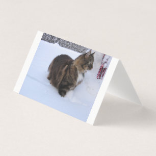 gato floresta norueguesa na neve