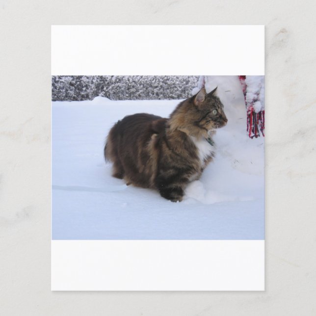 gato floresta norueguesa na neve (Frente)