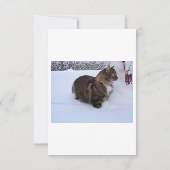gato floresta norueguesa na neve (Frente)