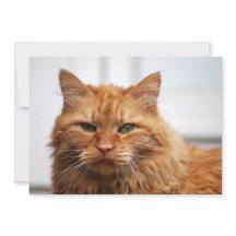 Gato Florestal Norueguês