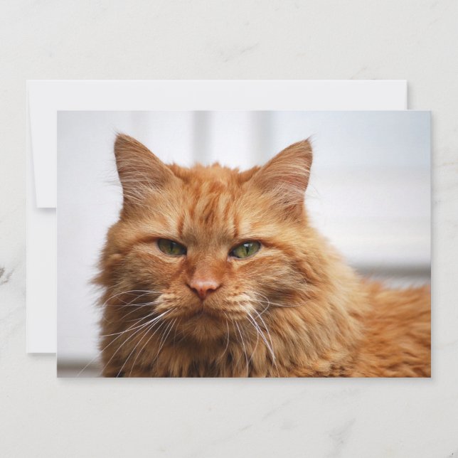 Gato Florestal Norueguês (Frente)