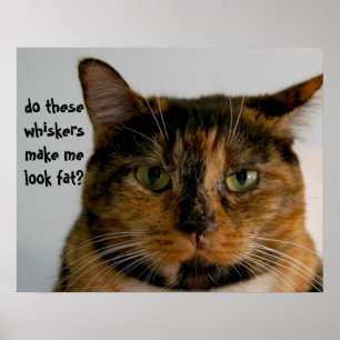 Gato gordo com atitude, poster de gato engraçado