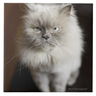 Gato Himalaia do ponto azul que olha irritado