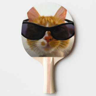 Gato Legal Com Óculos de Sol Raquete de Ping Pong