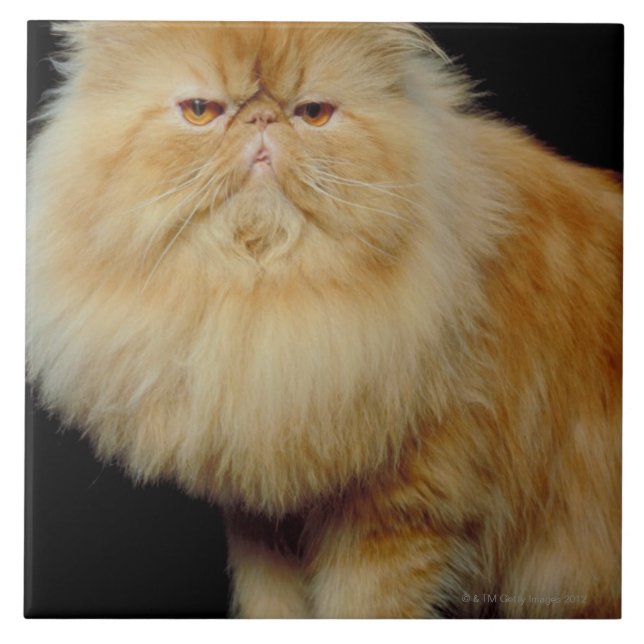 Gato longo do cabelo do russo (Frente)