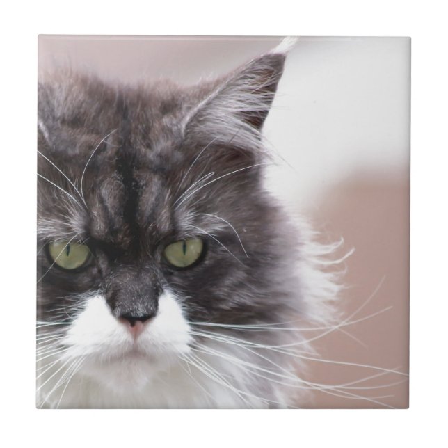 Gato Maine Coon (Frente)