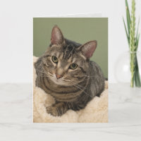 gato malhado em cartão de aniversário branco, cart