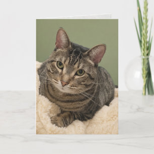 gato malhado em cartão de aniversário branco, cart