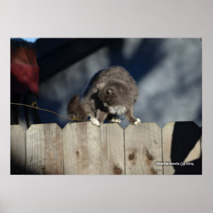 Gato na cerca (11) Poster