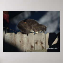 Gato na cerca (14) Poster