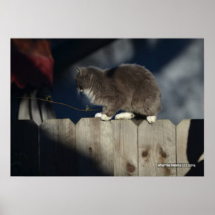Gato na cerca (19) Poster