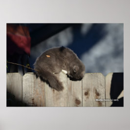 Gato na cerca (3) Poster