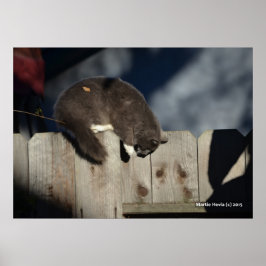 Gato na cerca (4) Poster