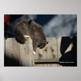 Gato na cerca (5) Poster