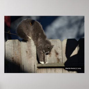 Gato na cerca (6) Poster