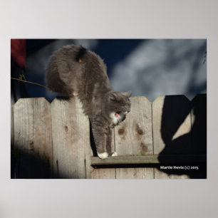 Gato na cerca (7) Poster