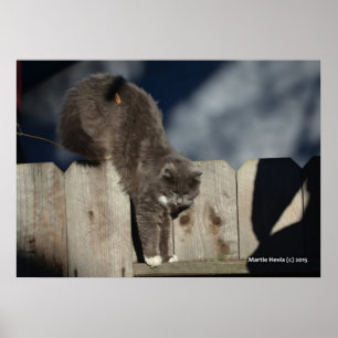 Gato na cerca (8) Poster