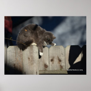 Gato na cerca (9) Poster