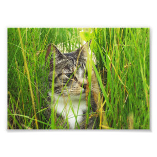 Gato na Foto Grass