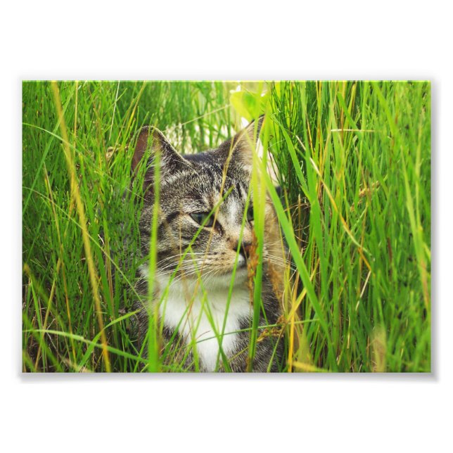 Gato na Foto Grass (Frente)
