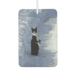 gato na neve