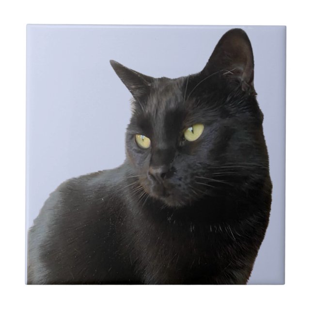 Gato Negra Gordo (Frente)