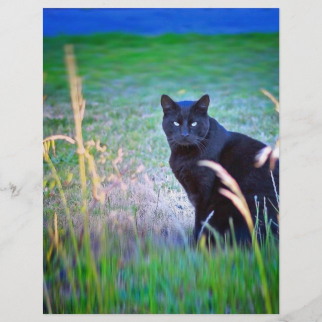 Gato Negro (Frente)