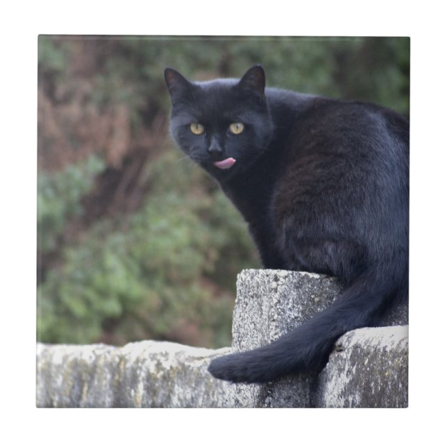 Gato Negro (Frente)