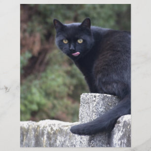 Gato Negro