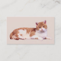 Gato ninguém cartão de visita de Purrfect