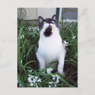 Gato no cartão postal das flores