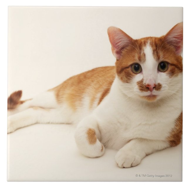 Gato no fundo branco (Frente)