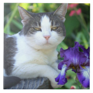 Gato no jardim
