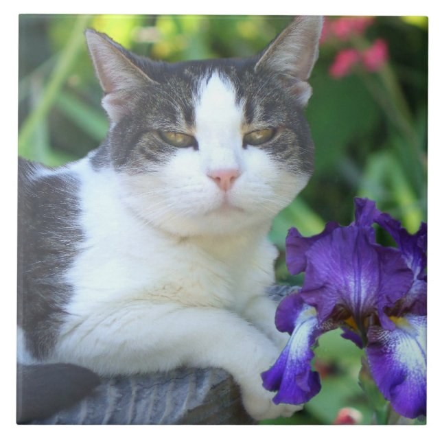 Gato no jardim (Frente)