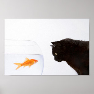 Gato olhando para impressão de peixe dourado