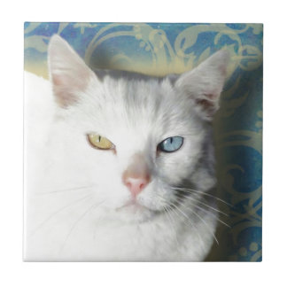 Gato - Patrick o Gato Branco