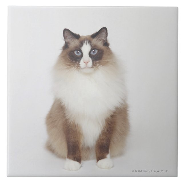 Gato peludo grande (Frente)