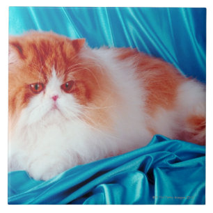 Gato persa