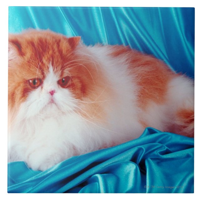 Gato persa (Frente)