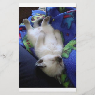 Gato preguiçoso